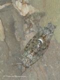Cicada orni